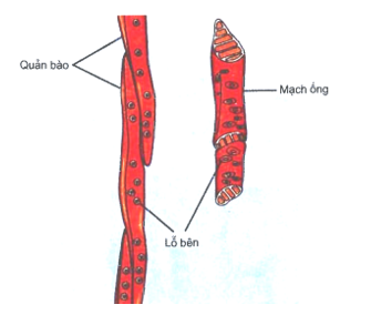 Thành phần của dịch mạch gỗ gồm chủ yếu là gì? Gallery 2
