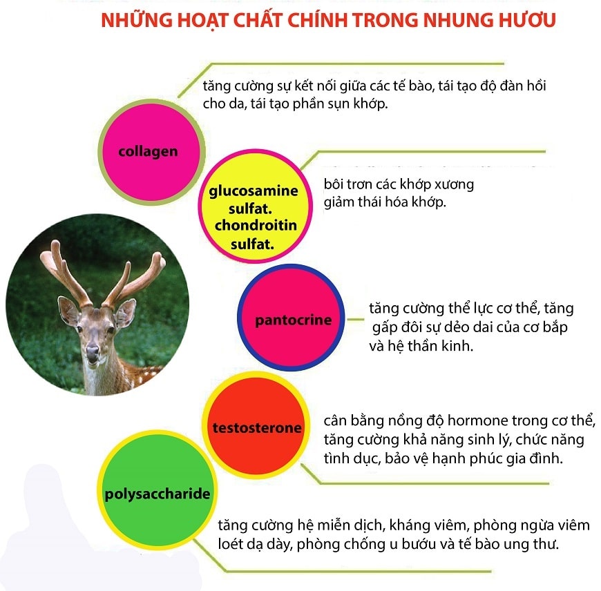 Tác dụng của nhung hươu với người gầy Gallery 1