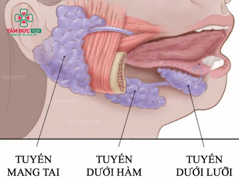 Nước bọt là axit gì? Gallery 1