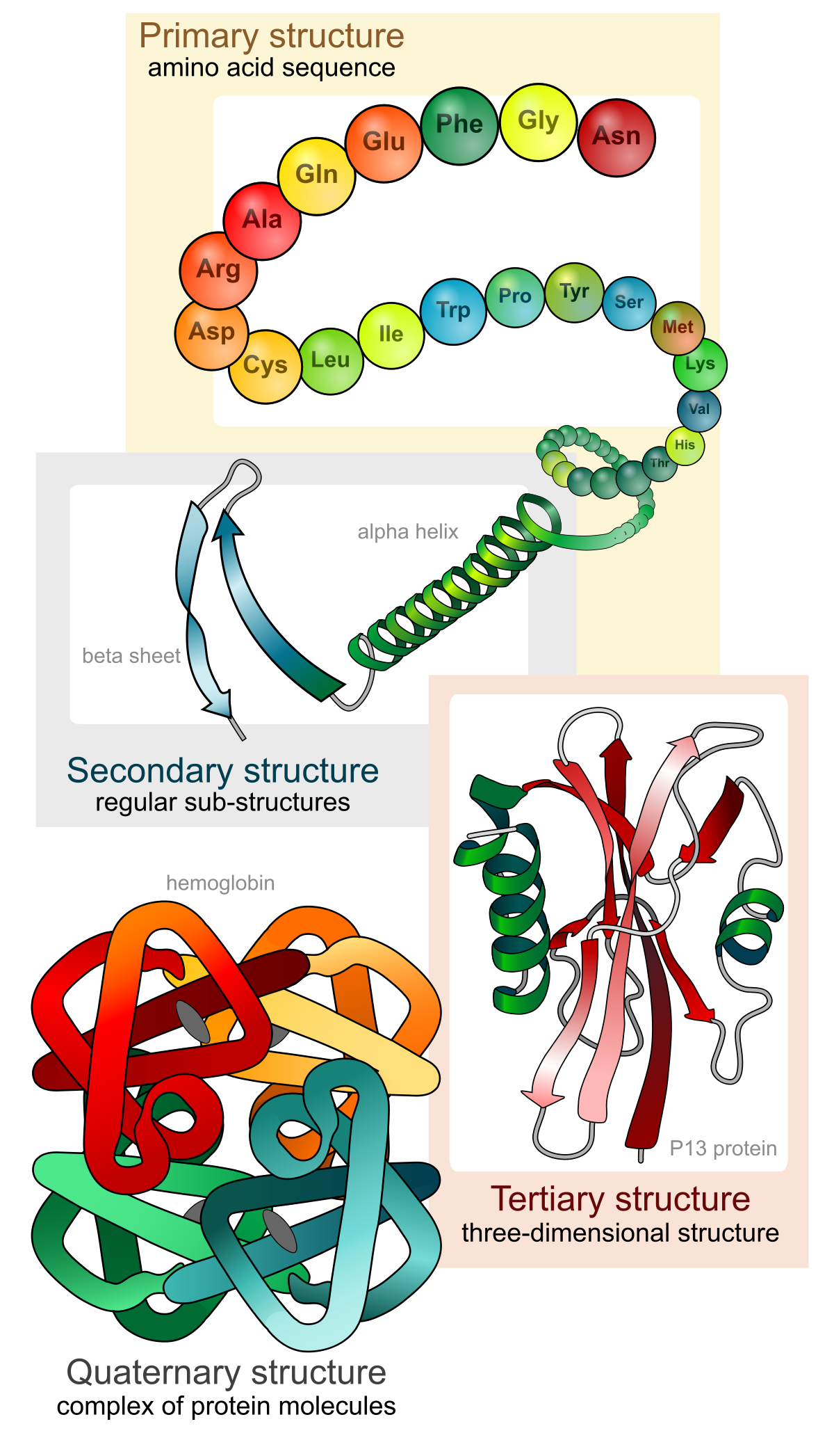 Thành phần hóa học của Protein
