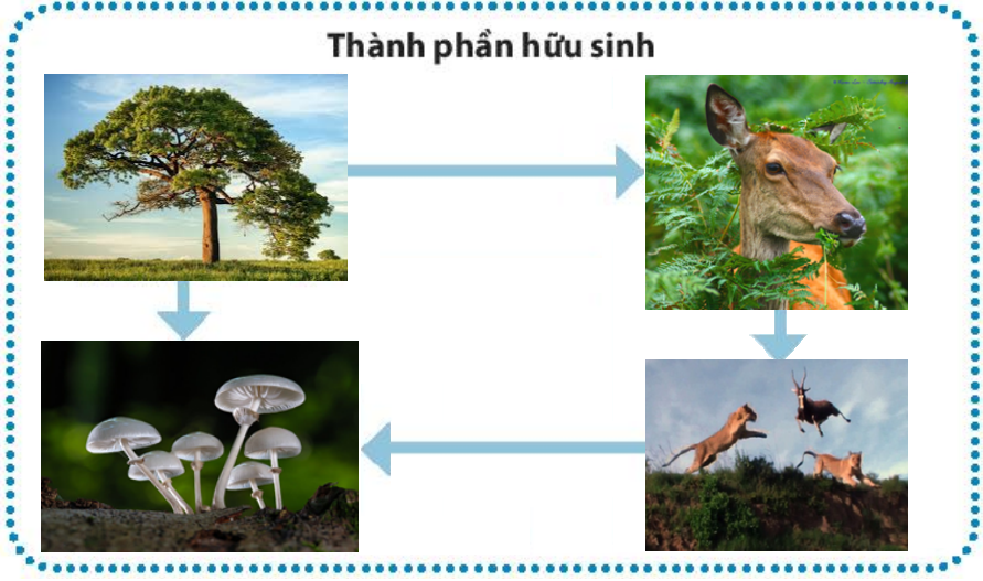 Thành phần hữu sinh của hệ sinh thái gồm những gì?
