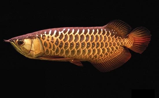 Cao Lưng Hồng Vỹ Gallery 1