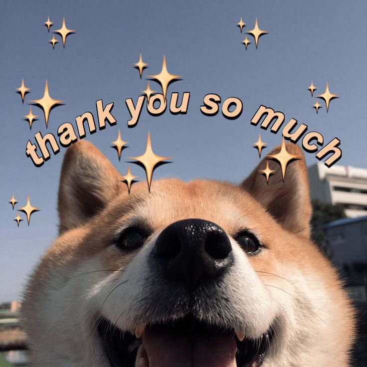Thanks Meme Cute: Hình ảnh dễ thương thể hiện lòng biết ơn