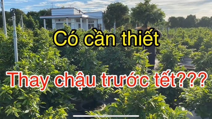 Thay Chậu Mai Trước Tết: Hướng Dẫn Chi Tiết Từ A Đến Z