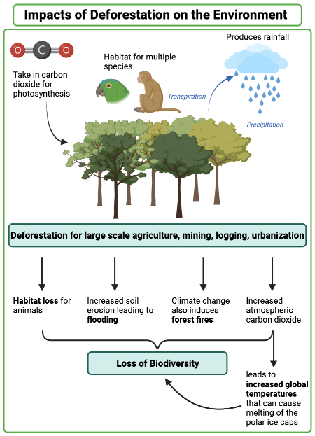 English 10: Human Impact on the Environment Gallery 1