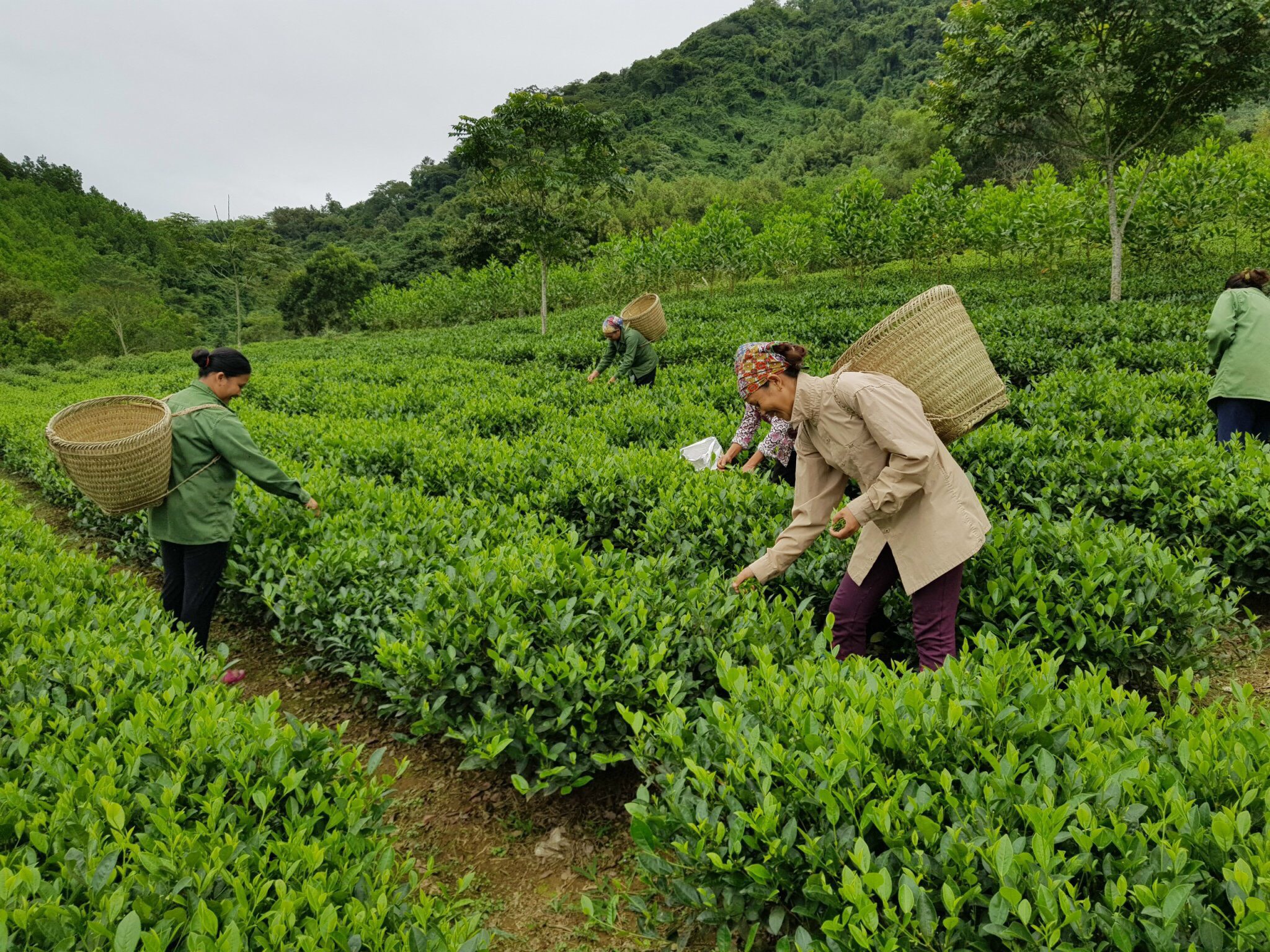 Thế mạnh nông nghiệp vùng Trung du và miền núi nước ta