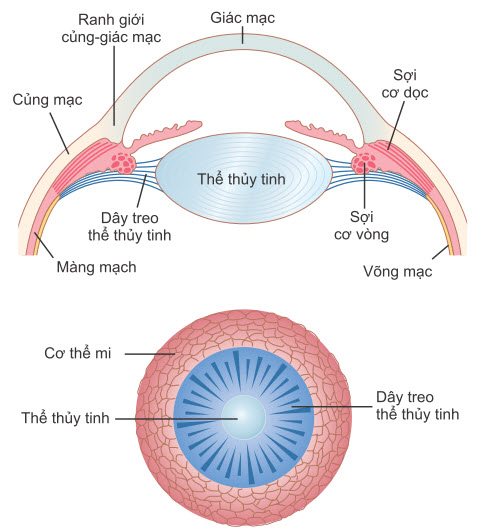 Sự Điều Tiết Của Mắt Là Gì?