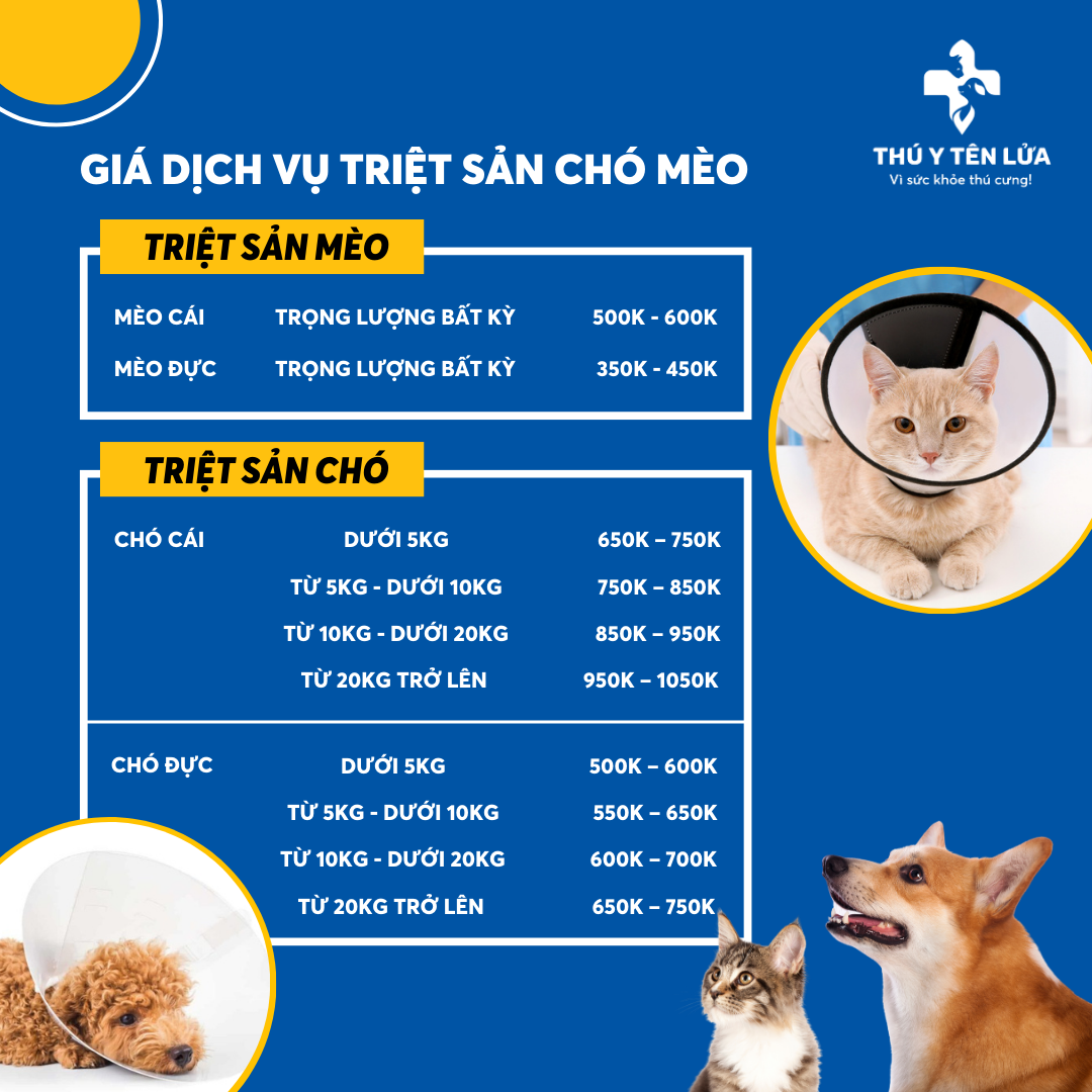 Thiến chó cái bao nhiêu tiền?