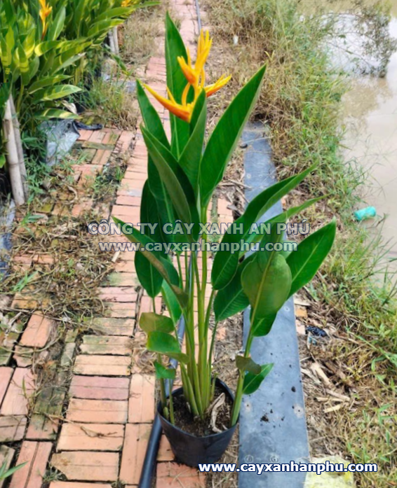 Thiên Điểu Mỏ Két
