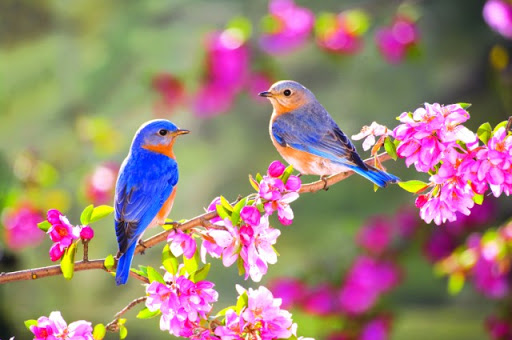 Bức Tranh Thiên Nhiên Trong Bài Thơ Vội Vàng Gallery 2