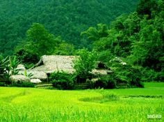 Thiên nhiên tươi đẹp