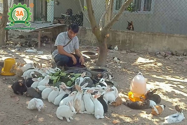 Mô hình nuôi thỏ thả vườn hiệu quả, tiết kiệm chi phí Gallery 2