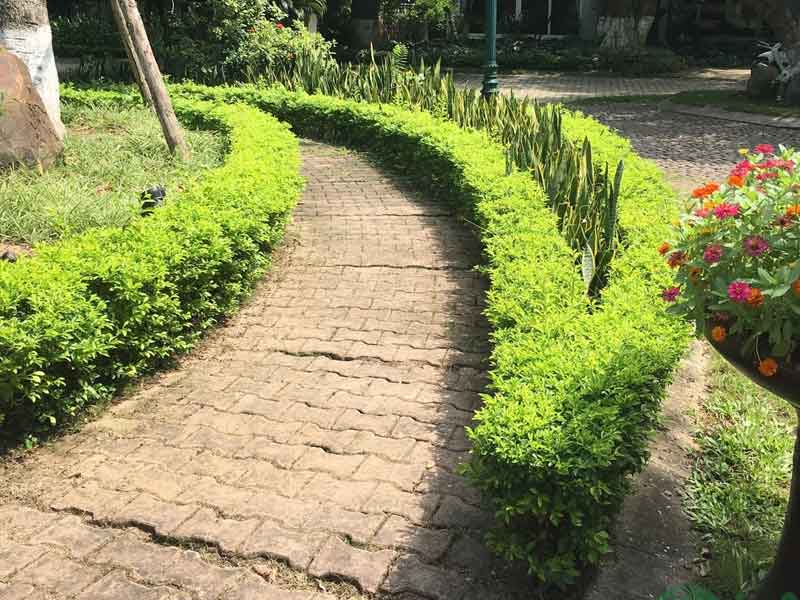 Cây Hàng Rào Đường Viền: Lựa Chọn Hoàn Hảo Cho Không Gian Xanh Của Bạn Gallery 2