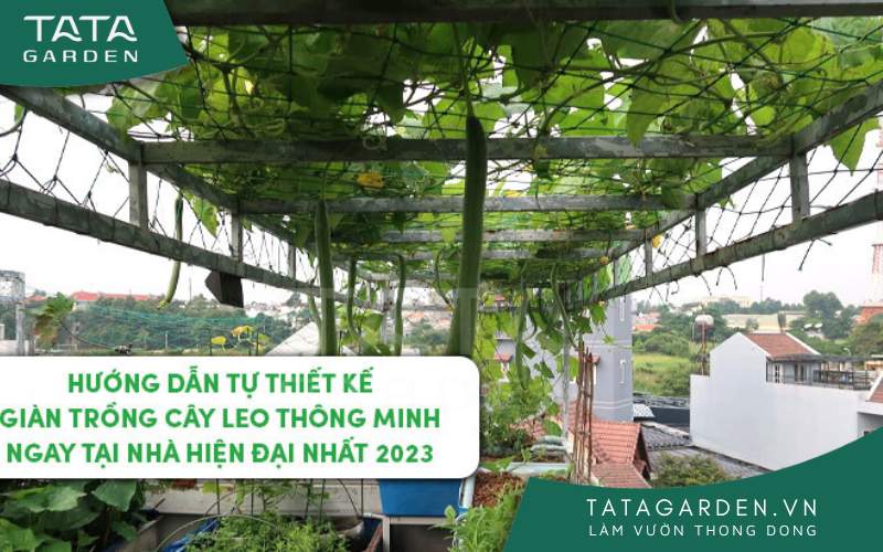 Giàn Cây Leo Trước Nhà: Tạo Không Gian Xanh Mát và Đẹp Mắt Gallery 2
