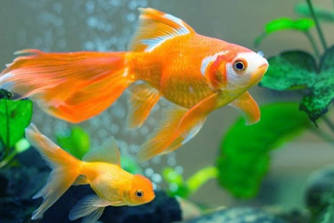 Cá Chép Vàng Cảnh: Hướng Dẫn Chăm Sóc và Nuôi Trồng Gallery 2