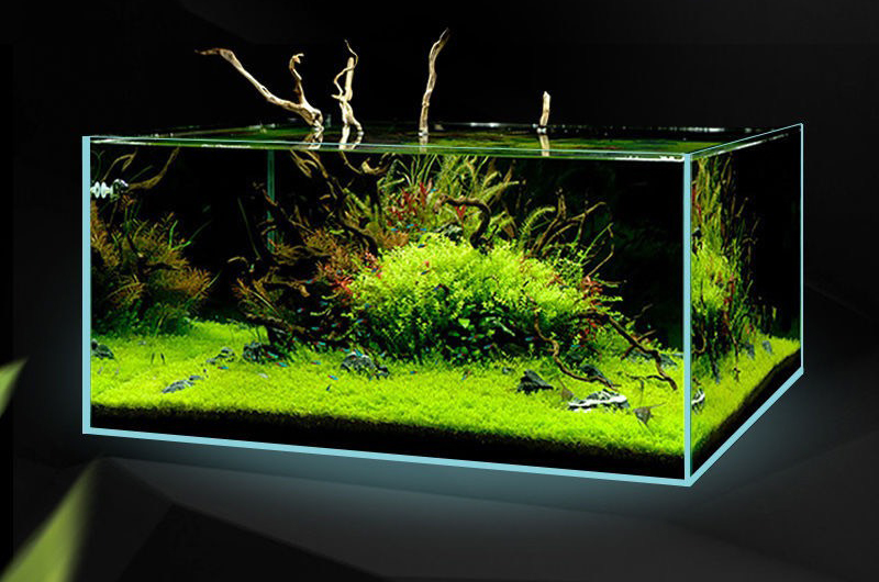 Cách Làm Hồ Thủy Sinh Không Cần CO2 Gallery 2
