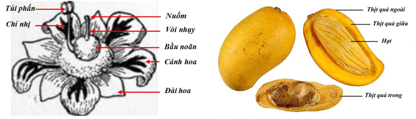 Cấu tạo quả xoài Gallery 2