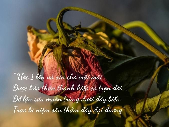 Thơ 4 câu về sự cô đơn Gallery 1