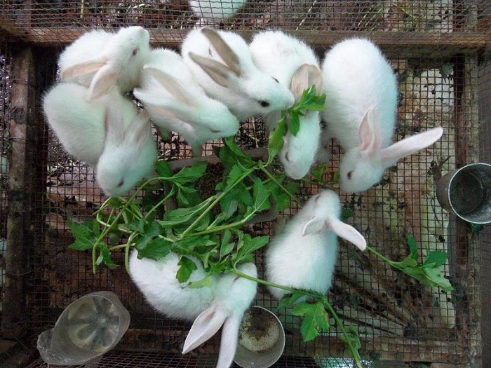 Thỏ ăn rau gì?