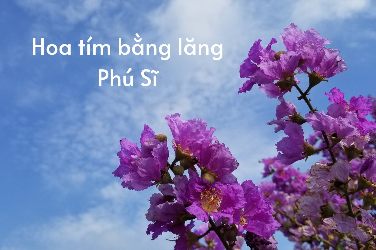 Thơ Bằng Lăng Tím Gallery 2