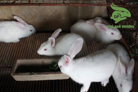 Thỏ Bao Lâu Thì Đẻ?