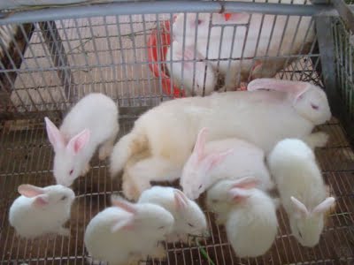 Thỏ cái không chịu đực: Nguyên nhân và cách khắc phục