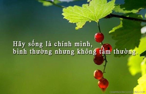 Thơ Châm Ngôn Cuộc Sống:  Những Bài Thơ Hay Về Cuộc Sống Ý Nghĩa