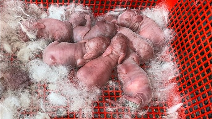 Thỏ đẻ bao nhiêu con?