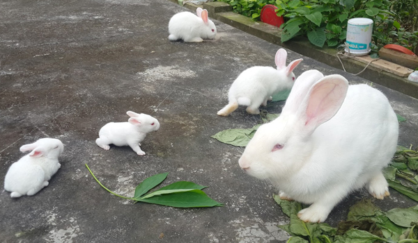 Thỏ đẻ bao nhiêu con? Gallery 2