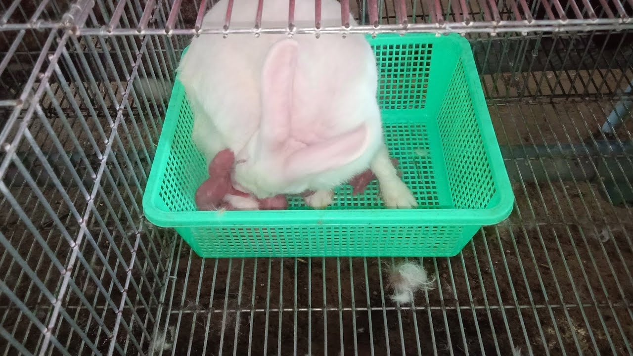 Thỏ đẻ trứng hay đẻ con?