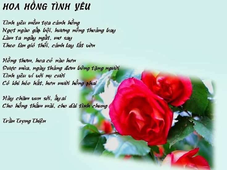 Thơ Hay Về Hoa Hồng Gallery 2