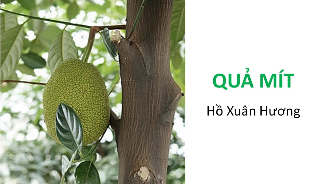 Thơ Hồ Xuân Hương Quả Mít Gallery 1