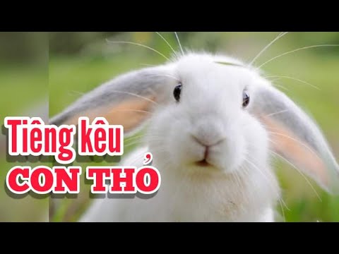 Thỏ kêu như nào?