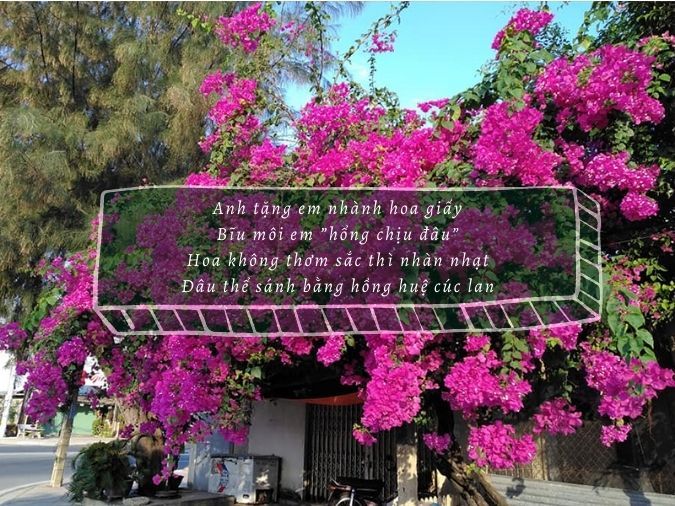 Thơ Ngắn Về Hoa Giấy