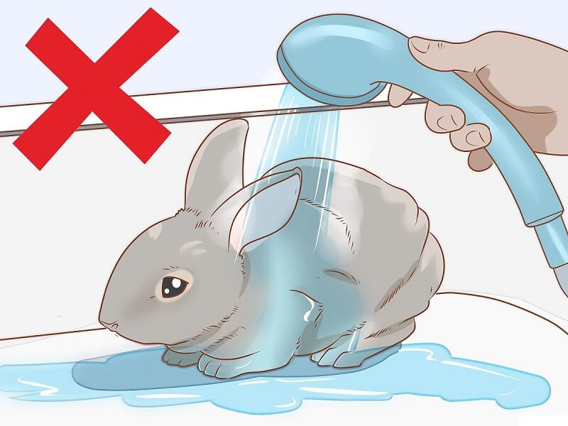 Thỏ tắm được không?