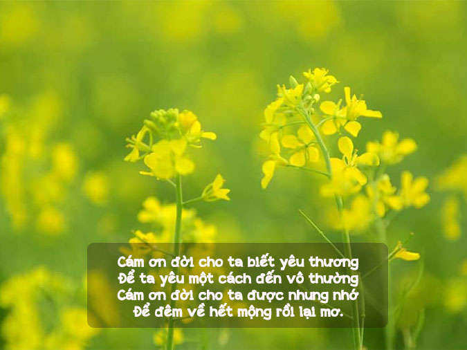 Thơ Tháng 11 - Vẻ Đẹp Sâu Lắng Của Mùa Thu Muộn
