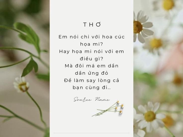 Thơ về Cúc Hoạ Mi -  Tuyển tập thơ hay nhất về loài hoa thanh khiết