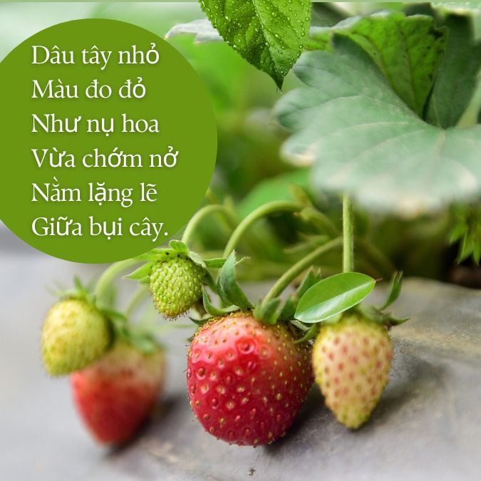 Thơ về Dâu Tây: Những vần thơ ngọt ngào về trái cây mùa hè