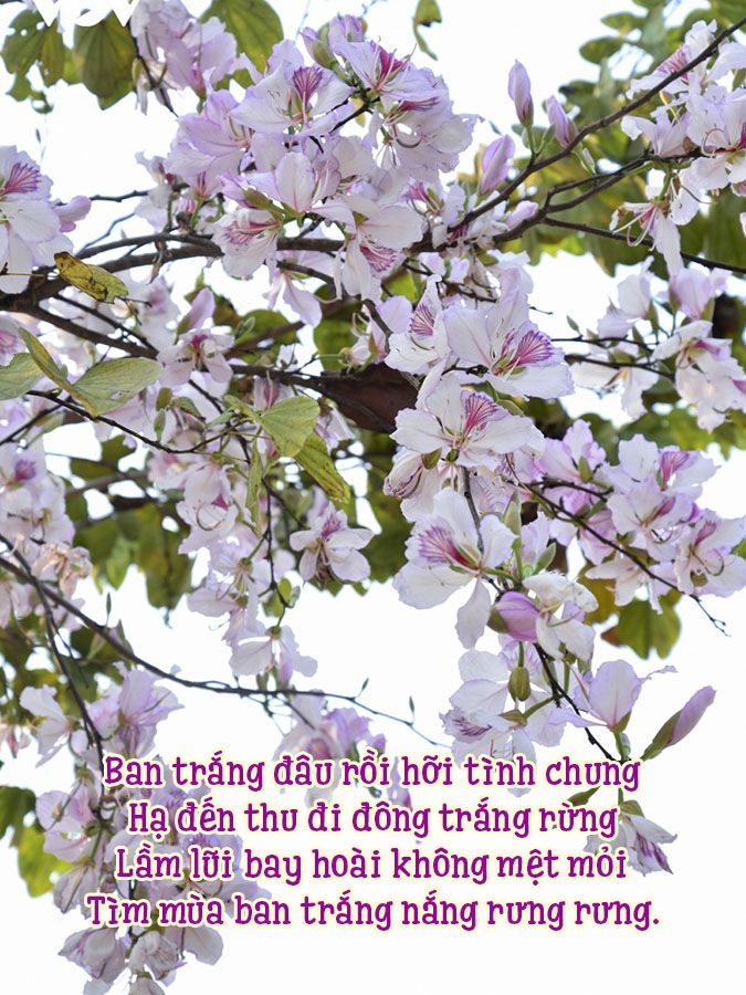 Thơ về Hoa Ban - Vẻ Đẹp Tinh Khôi của Tây Bắc