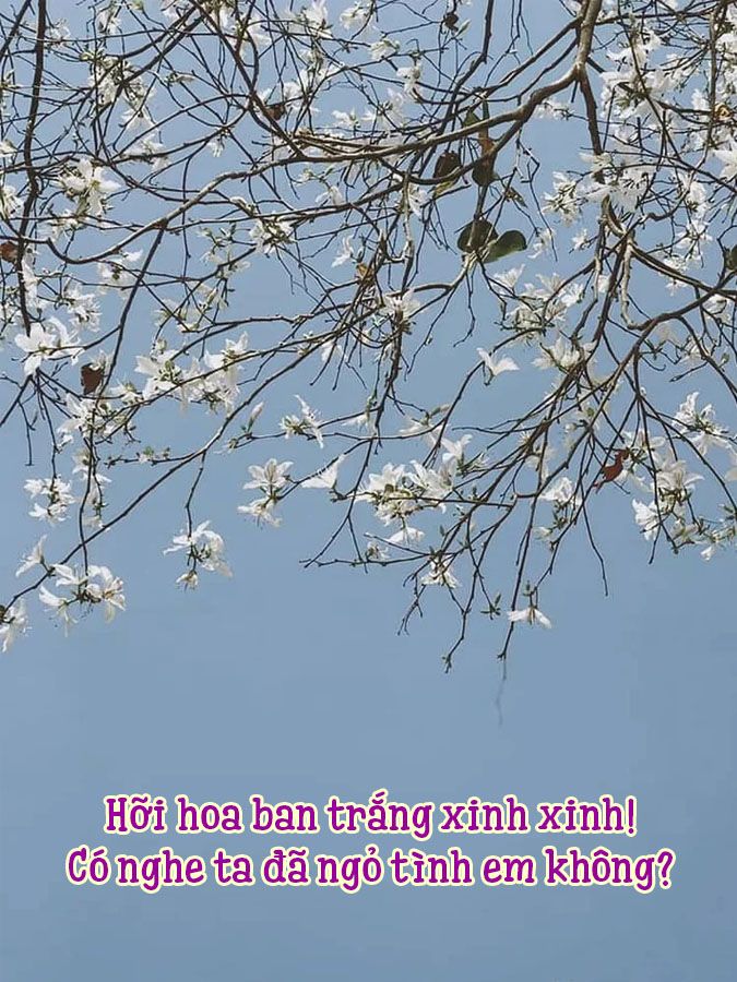 Thơ về Hoa Ban - Vẻ Đẹp Tinh Khôi của Tây Bắc Gallery 2