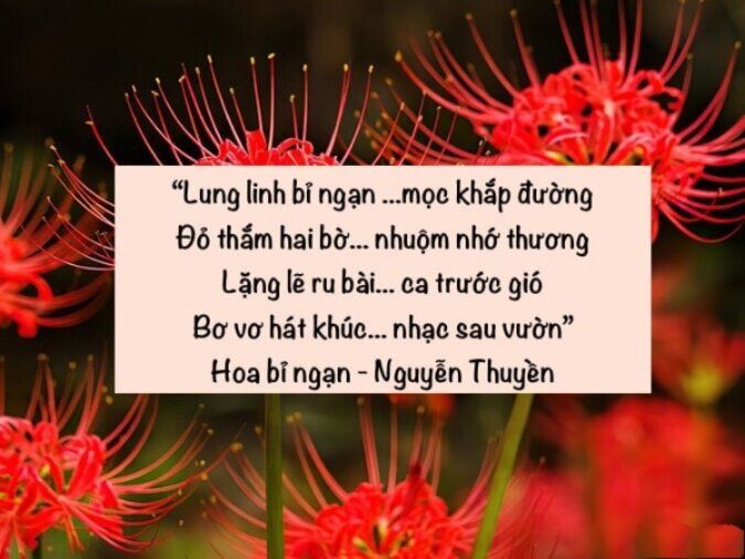 Thơ về Hoa Bỉ Ngạn 2 Câu Gallery 2