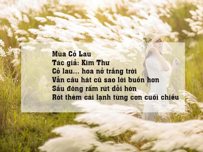 Thơ về Hoa Cỏ Lau