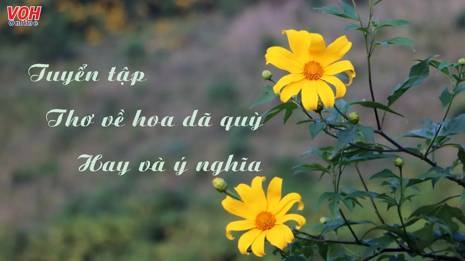 Thơ về Hoa Dã Quỳ - Vẻ Đẹp Hoang Dại Của Mùa Thu