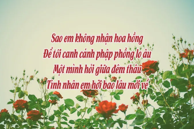Thơ về Hoa Hồng Hài Hước