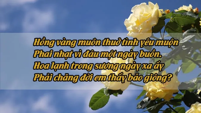 Thơ về Hoa Hồng Vàng