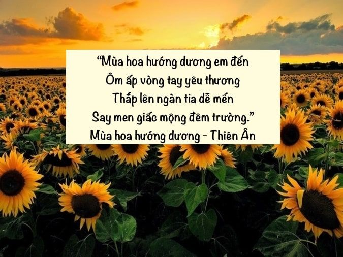 Thơ về Hoa Hướng Dương và Em