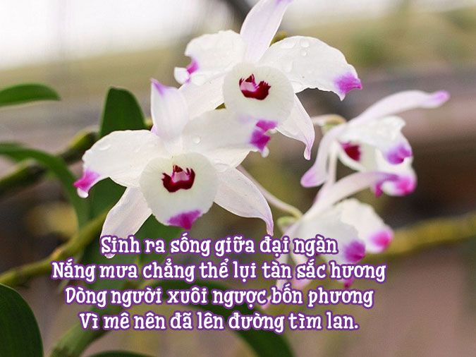 Thơ Về Hoa Lan: Tuyệt Tác Thi Ca Về Vẻ Đẹp Kiêu Sa