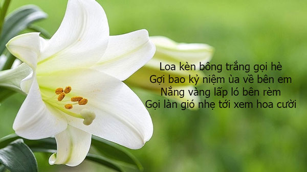 Thơ Về Hoa Loa Kèn - Tuyển Tập Thơ Hay Về Loài Hoa Tinh Tế