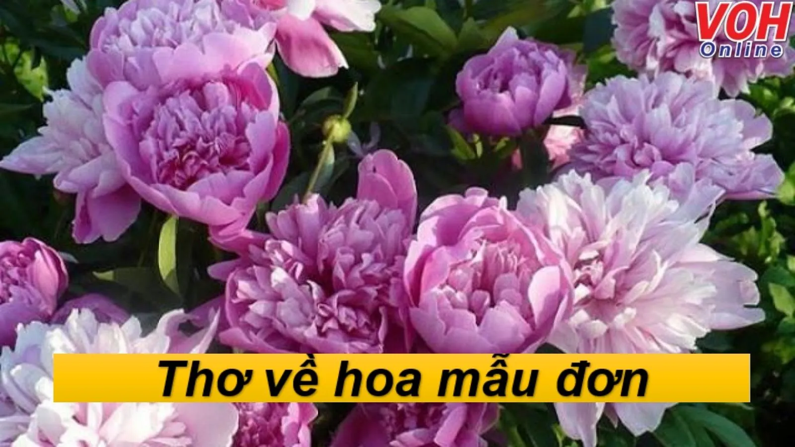 Thơ về Hoa Mẫu Đơn