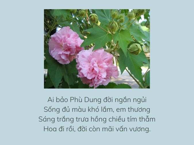 Thơ về Hoa Phù Dung